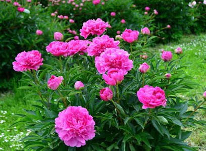 Delclef Cecile, Cabinet Infirmier à Nangis