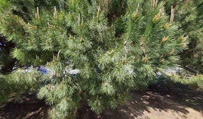 Poirier Emma, Cabinet Infirmier à Saint-Georges-d'Oléron