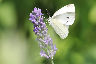 Cabinet Infirmier Lacheta, Cabinet Infirmier à Sorges et Ligueux en Périgord